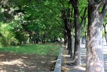 Караганда лишается деревьев из-за паразитов
