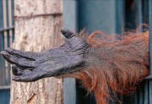 Примат насмерть загрыз 84-летнюю женщину во время кормления