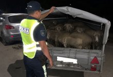 Мясной след: полиция СКО проверяет водителей на причастность к скотокрадству
