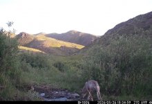 Фотоловушки в нацпарке "Тарбагатай" засняли уникальный момент (ВИДЕО)