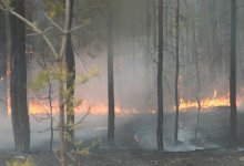Лесной пожар произошел в Актюбинской области