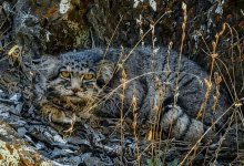 Краснокнижного хищника заметили в Чарынском нацпарке