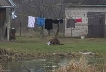 Бобр-фетишист ворует у мужчины нижнее белье