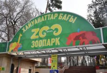 Впервые в истории: в Алматинском зоопарке очередное пополнение (ВИДЕО)