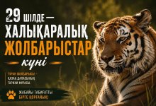 Возвращение легенды: как в Казахстане восстанавливают популяцию туранского тигра
