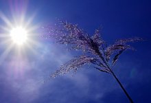 Погодная ловушка: 41-градусная жара накроет Шымкент