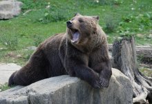 Медведь откусил сотруднице зоопарка часть руки во время кормления