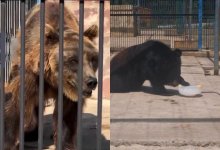 Видео с бурым медведем из Карагандинского зоопарка вызвало споры в Казнете