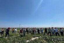 Политика на земле: кандидаты от НПК обсудили проблемы аграриев Алматинской области прямо в поле
