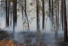 Грозовые разряды вызвали 7 лесных пожаров в Казахстане