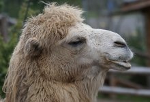Привязанный во дворе верблюд вызвал бурные споры среди жителей Актау (ВИДЕО)