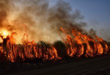 Лесные пожары зарегистрировали сразу в двух областях Казахстана