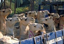 Лучших производителей шубата определят в Актау