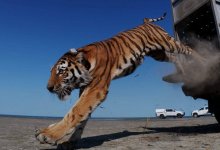 GPS, фотоловушки и следы: как контролируют перемещения тигрицы Үміт в Иле-Балхаш