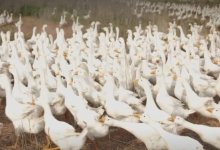 Развитие племенного гусеводства поддержала партия "Ауыл"