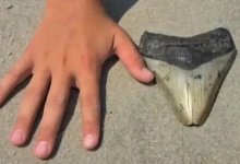 11-летний мальчик нашел на пляже зуб гигантской акулы