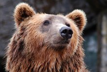 Медведь ворвался в дом россиян в США и разгромил кухню