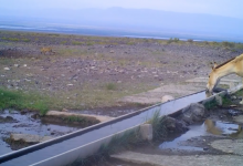 В "Алтын-Эмеле" сняли уникальное перемирие волка и куланов у водопоя (ВИДЕО)