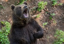 Медведь напал на мужчину в ВКО