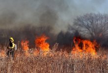 В пяти регионах Казахстана зафиксированы лесные пожары
