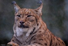 Краснокнижный хищник попал в фотоловушку в Костанайской области (ВИДЕО)