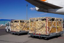 Почти 150 коров привезли самолетом из Дании в Актобе