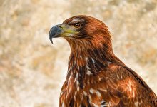 35 краснокнижных птиц: суд вынес приговор жителю Караганды