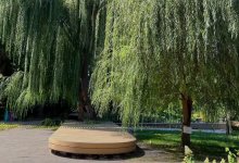 Дерево, которое знали поколения алматинцев, спилили в Ботаническом саду