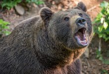 Медведь растерзал двух пенсионерок в лесу Красноярского края