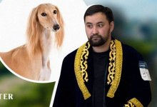 Самостоятельный и гордый: заводчик рассказал о характере казахского тазы
