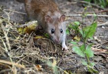 С 15 сентября Алматы начнут массово очищать от грызунов