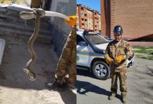 Змея заползла к дому: спасатели выловили ее в Приозерске