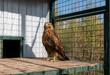 В Карагандинском зоопарке спасли редкого курганника, пострадавшего на месторождении в Мангистау