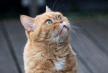 Рабочие закрыли трубу с котом внутри в Шымкенте