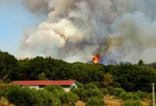 Лесные пожары вспыхнули сразу в четырех местах Казахстана