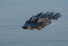Мужчина бросил детей в болото с аллигаторами, убегая от полиции