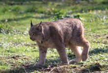В Каркаралинском нацпарке засняли одного из самых скрытных хищников Казахстана (ВИДЕО)