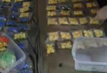 Более 2 тысяч свертков с марихуаной нашли в квартире в Астане (ВИДЕО)