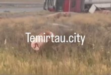 Фура со 193 свиньями перевернулась возле Темиртау