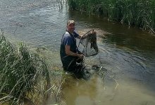 Связь двух морей: новые виды рыб раскрыли тайну Черного и Каспийского морей