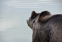 Медведь внезапно набросился на егеря в Забайкалье