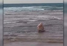 Видео с "матерью погибшего солдата" оказалось снято в Марокко
