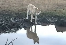 Волков заметили в Каркаралинском нацпарке (ВИДЕО)