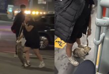 "Моя собака, захочу – убью": женщина бросается собакой на прохожих в Алматы (ВИДЕО)