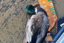 Мусор в воде и мертвая утка: жителей возмутило состояние Ботанического сада Астаны (ВИДЕО)