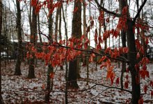 Дождь, снег и +5 °C: прогноз погоды в Астане на 6 октября