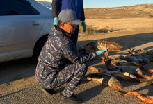 У водителя "Кобальта" обнаружили более 135 кг краснокнижной рыбы в Мангистау (ВИДЕО)