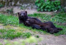 В Павлодарской области впервые зафиксировали хищника, обитающего на Алтае (ВИДЕО)