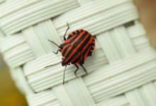 Нашествие клопов вынудило авиакомпанию отменить рейс