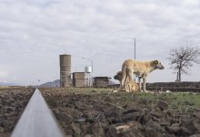 Агрессивные собаки бросаются на людей и машины в Актау